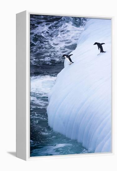 Antarctica. Adelie Penguins Jump of an Iceberg-Janet Muir-Framed Premier Image Canvas