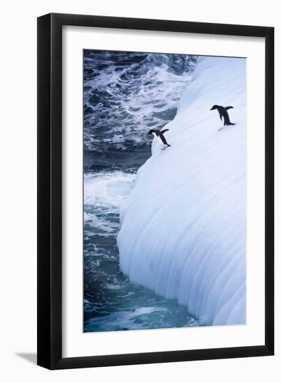 Antarctica. Adelie Penguins Jump of an Iceberg-Janet Muir-Framed Photographic Print