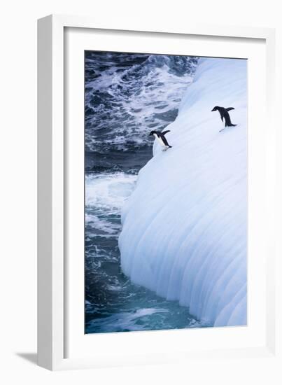 Antarctica. Adelie Penguins Jump of an Iceberg-Janet Muir-Framed Photographic Print