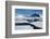 Antarctica. Antarctic Circle. Adelaide Island. the Gullet. Ice Floes-Inger Hogstrom-Framed Photographic Print