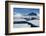 Antarctica. Antarctic Circle. Adelaide Island. the Gullet. Ice Floes-Inger Hogstrom-Framed Photographic Print