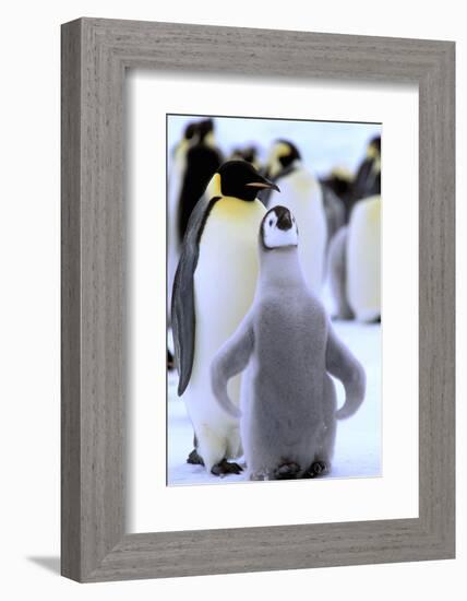 Antarctica, Antarctic Peninsula, Weddell Sea, Atka Bay. Emperor Penguin with chick-Pete Oxford-Framed Photographic Print