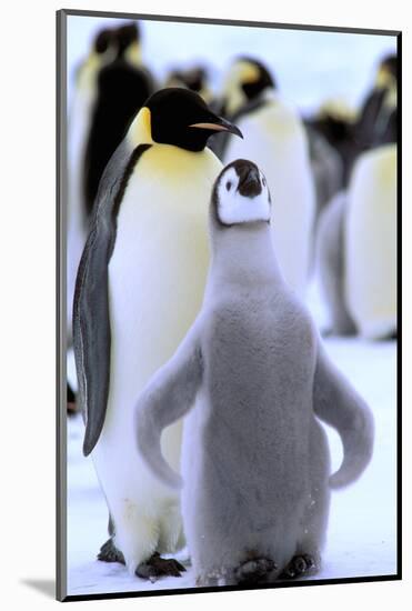 Antarctica, Antarctic Peninsula, Weddell Sea, Atka Bay. Emperor Penguin with chick-Pete Oxford-Mounted Photographic Print