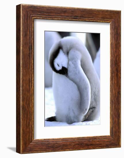 Antarctica, Antarctic Peninsula, Weddell Sea, Atka Bay. Emperor Penguin-Pete Oxford-Framed Photographic Print