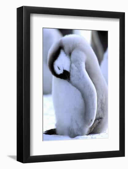 Antarctica, Antarctic Peninsula, Weddell Sea, Atka Bay. Emperor Penguin-Pete Oxford-Framed Photographic Print