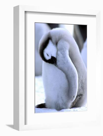 Antarctica, Antarctic Peninsula, Weddell Sea, Atka Bay. Emperor Penguin-Pete Oxford-Framed Photographic Print