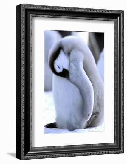 Antarctica, Antarctic Peninsula, Weddell Sea, Atka Bay. Emperor Penguin-Pete Oxford-Framed Photographic Print