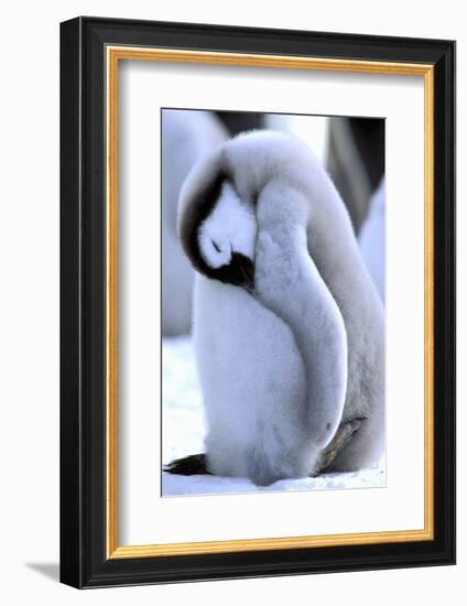 Antarctica, Antarctic Peninsula, Weddell Sea, Atka Bay. Emperor Penguin-Pete Oxford-Framed Photographic Print