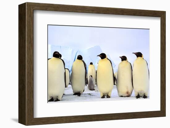 Antarctica, Antarctic Peninsula, Weddell Sea, Atka Bay. Emperor Penguins-Pete Oxford-Framed Photographic Print