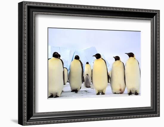 Antarctica, Antarctic Peninsula, Weddell Sea, Atka Bay. Emperor Penguins-Pete Oxford-Framed Photographic Print