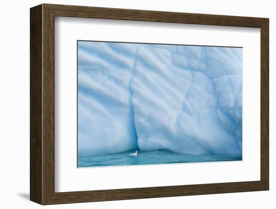 Antarctica, Antarctic Peninsula, Wilhelmina Bay with iceberg, glacial ice and snow petrel.-Yuri Choufour-Framed Photographic Print