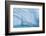 Antarctica, Antarctic Peninsula, Wilhelmina Bay with iceberg, glacial ice and snow petrel.-Yuri Choufour-Framed Photographic Print