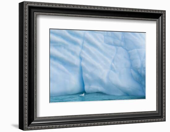 Antarctica, Antarctic Peninsula, Wilhelmina Bay with iceberg, glacial ice and snow petrel.-Yuri Choufour-Framed Photographic Print