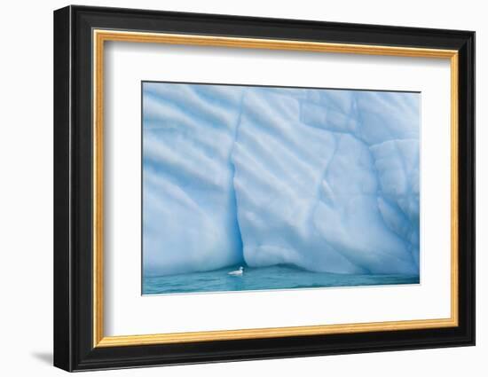 Antarctica, Antarctic Peninsula, Wilhelmina Bay with iceberg, glacial ice and snow petrel.-Yuri Choufour-Framed Photographic Print