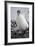 Antarctica. Brown Bluff. Gentoo Penguin, Pygoscelis Papua, Chick-Inger Hogstrom-Framed Photographic Print