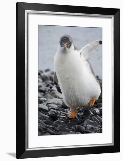 Antarctica. Brown Bluff. Gentoo Penguin, Pygoscelis Papua, Chick-Inger Hogstrom-Framed Photographic Print