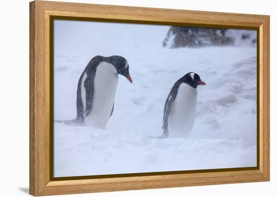 Antarctica, Brown Bluff, Gentoo Penguins in Snow Storm-Hollice Looney-Framed Premier Image Canvas