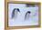 Antarctica, Brown Bluff, Gentoo Penguins in Snow Storm-Hollice Looney-Framed Premier Image Canvas