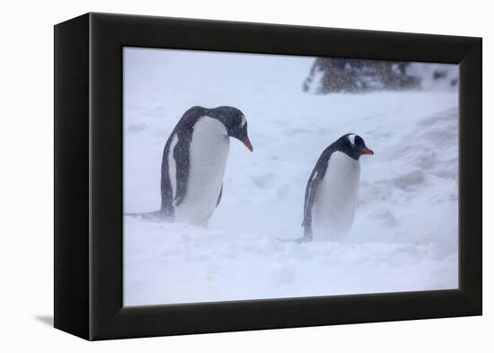 Antarctica, Brown Bluff, Gentoo Penguins in Snow Storm-Hollice Looney-Framed Premier Image Canvas