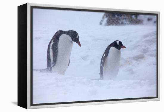 Antarctica, Brown Bluff, Gentoo Penguins in Snow Storm-Hollice Looney-Framed Premier Image Canvas