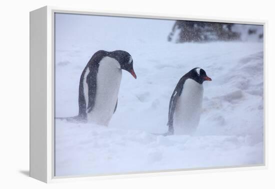 Antarctica, Brown Bluff, Gentoo Penguins in Snow Storm-Hollice Looney-Framed Premier Image Canvas