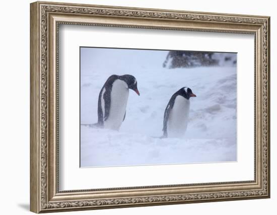 Antarctica, Brown Bluff, Gentoo Penguins in Snow Storm-Hollice Looney-Framed Photographic Print