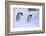 Antarctica, Brown Bluff, Gentoo Penguins in Snow Storm-Hollice Looney-Framed Photographic Print