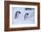 Antarctica, Brown Bluff, Gentoo Penguins in Snow Storm-Hollice Looney-Framed Photographic Print