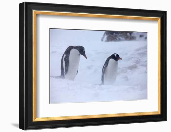 Antarctica, Brown Bluff, Gentoo Penguins in Snow Storm-Hollice Looney-Framed Photographic Print