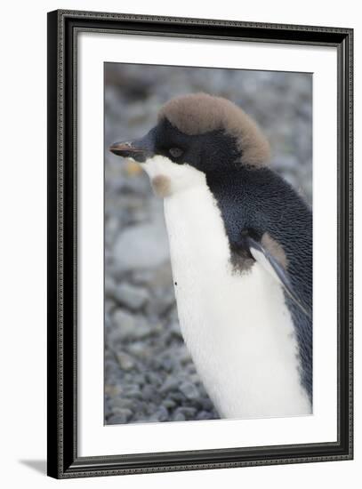 Antarctica. Brown Bluff. Juvenile Adelie Penguin, Pygoscelis Adeliae-Inger Hogstrom-Framed Photographic Print