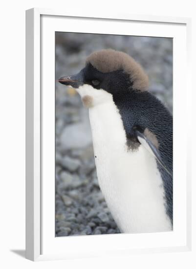 Antarctica. Brown Bluff. Juvenile Adelie Penguin, Pygoscelis Adeliae-Inger Hogstrom-Framed Photographic Print