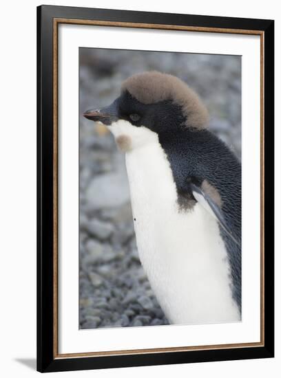 Antarctica. Brown Bluff. Juvenile Adelie Penguin, Pygoscelis Adeliae-Inger Hogstrom-Framed Photographic Print