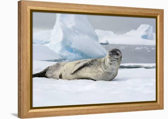 Antarctica. Charlotte Bay. Leopard Seal Sleeping on an Ice Floe-Inger Hogstrom-Framed Premier Image Canvas