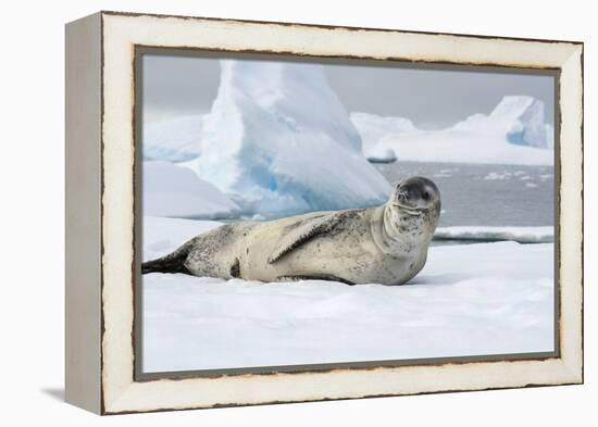 Antarctica. Charlotte Bay. Leopard Seal Sleeping on an Ice Floe-Inger Hogstrom-Framed Premier Image Canvas