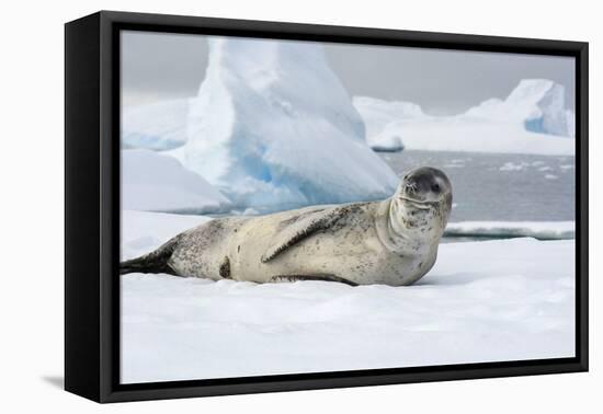 Antarctica. Charlotte Bay. Leopard Seal Sleeping on an Ice Floe-Inger Hogstrom-Framed Premier Image Canvas