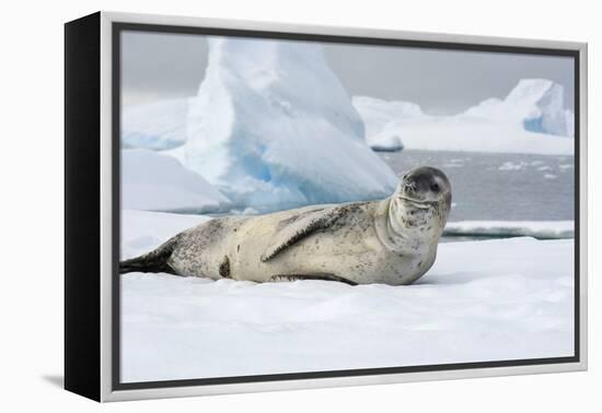 Antarctica. Charlotte Bay. Leopard Seal Sleeping on an Ice Floe-Inger Hogstrom-Framed Premier Image Canvas