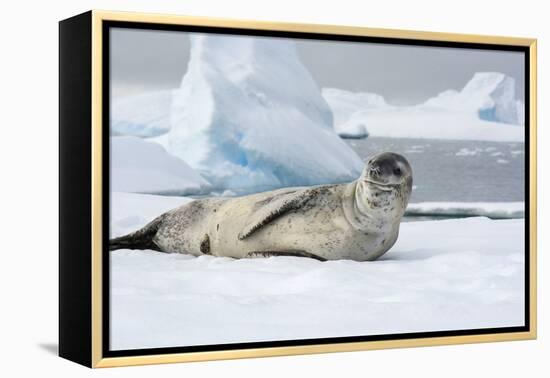 Antarctica. Charlotte Bay. Leopard Seal Sleeping on an Ice Floe-Inger Hogstrom-Framed Premier Image Canvas