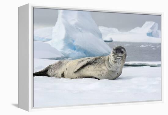 Antarctica. Charlotte Bay. Leopard Seal Sleeping on an Ice Floe-Inger Hogstrom-Framed Premier Image Canvas