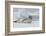 Antarctica. Charlotte Bay. Leopard Seal Sleeping on an Ice Floe-Inger Hogstrom-Framed Photographic Print