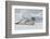 Antarctica. Charlotte Bay. Leopard Seal Sleeping on an Ice Floe-Inger Hogstrom-Framed Photographic Print