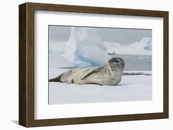 Antarctica. Charlotte Bay. Leopard Seal Sleeping on an Ice Floe-Inger Hogstrom-Framed Photographic Print