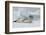 Antarctica. Charlotte Bay. Leopard Seal Sleeping on an Ice Floe-Inger Hogstrom-Framed Photographic Print