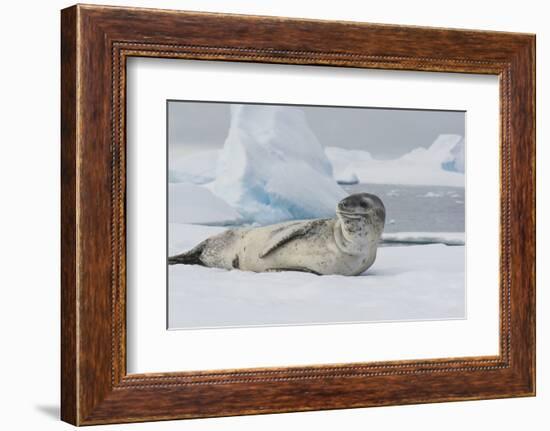 Antarctica. Charlotte Bay. Leopard Seal Sleeping on an Ice Floe-Inger Hogstrom-Framed Photographic Print