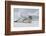 Antarctica. Charlotte Bay. Leopard Seal Sleeping on an Ice Floe-Inger Hogstrom-Framed Photographic Print