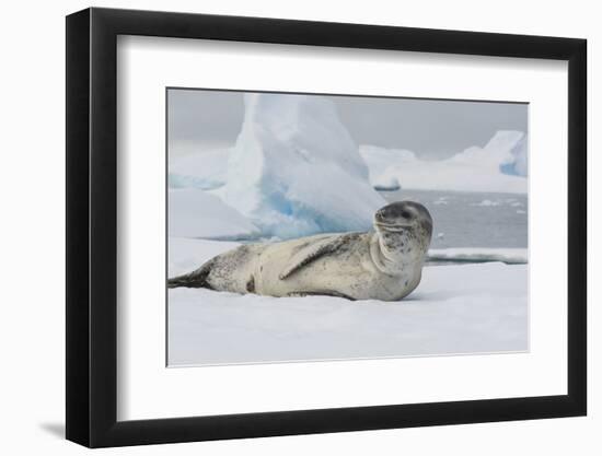 Antarctica. Charlotte Bay. Leopard Seal Sleeping on an Ice Floe-Inger Hogstrom-Framed Photographic Print