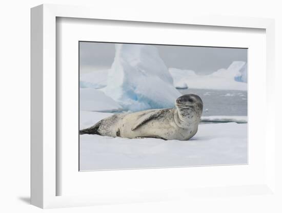 Antarctica. Charlotte Bay. Leopard Seal Sleeping on an Ice Floe-Inger Hogstrom-Framed Photographic Print