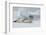 Antarctica. Charlotte Bay. Leopard Seal Sleeping on an Ice Floe-Inger Hogstrom-Framed Photographic Print