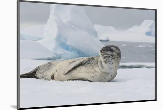 Antarctica. Charlotte Bay. Leopard Seal Sleeping on an Ice Floe-Inger Hogstrom-Mounted Photographic Print