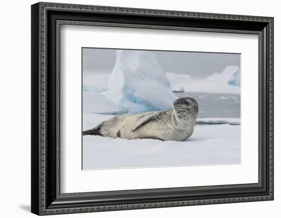 Antarctica. Charlotte Bay. Leopard Seal Sleeping on an Ice Floe-Inger Hogstrom-Framed Photographic Print