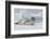 Antarctica. Charlotte Bay. Leopard Seal Sleeping on an Ice Floe-Inger Hogstrom-Framed Photographic Print